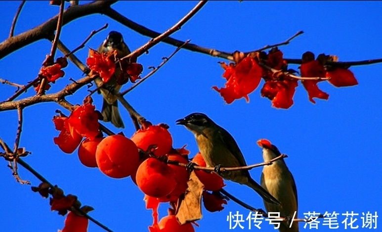 百花香|醉美深秋最美家，柿子霜红满树鸦，古诗中的柿子胜过春酒百花