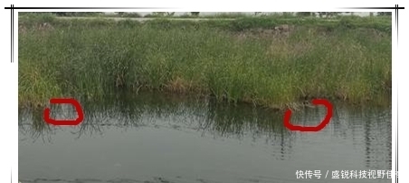 春末夏初巧寻板鲫:学会变通,找对方法