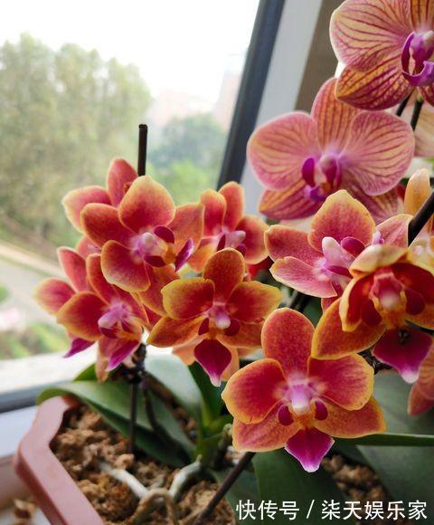 兰花开完花,花梗直接剪掉错!正确操作,兰花才能快速萌芽!