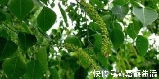 它的树叶可以用来提炼精油,木材比紫檀还值钱,在农村称为黄金树