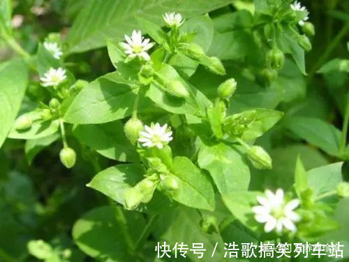 鹅肠菜|以前喂猪的野菜,如今竟成了保健菜,好吃又营养,很多人不了解
