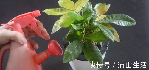 花生壳和橘子皮放在一起，这个用途太实用了，看完尽快提醒家里人