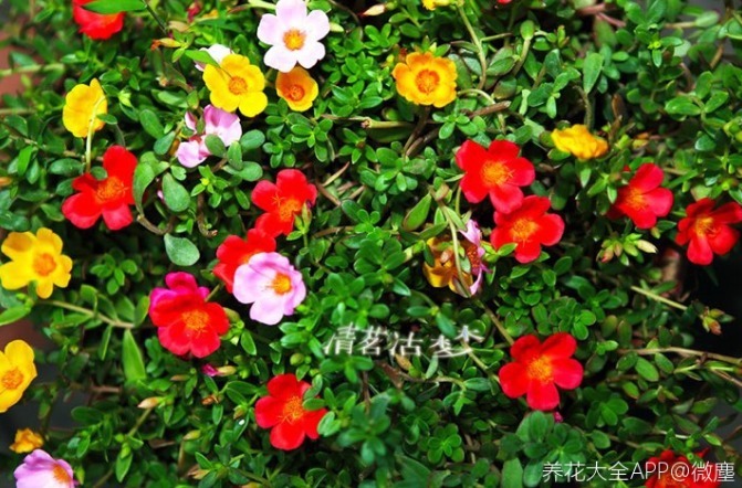 长春花|可以自生自长的花,种子掉土里就活,不用管开不停!
