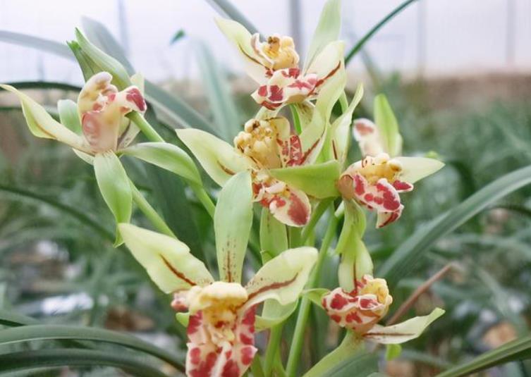 护兰花|9月兰花进入生长黄金期,牢记几个要点,长新芽开花多