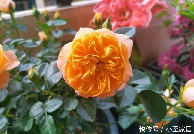 香气|3种有趣的“月季花”,不仅勤花,还带有香气,花开不停