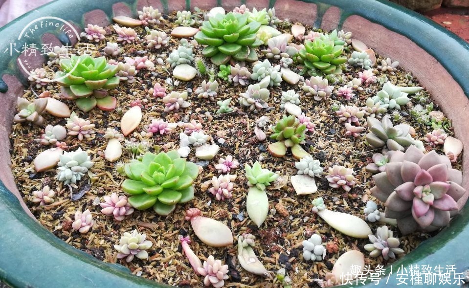 生根|多肉叶插出芽后,遵循“4字”原则,安全过渡,保命为主