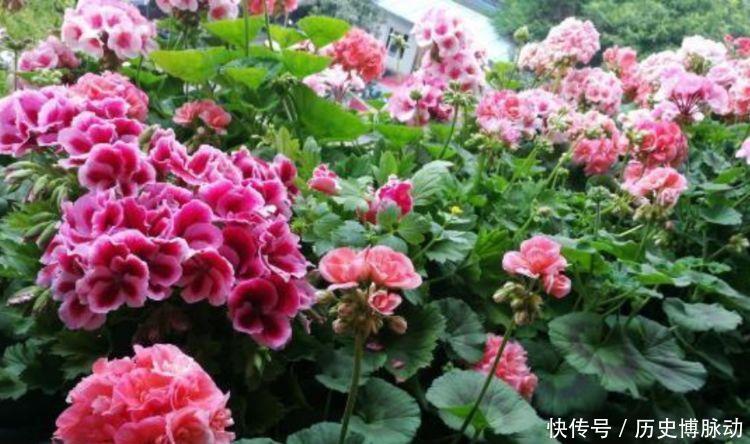 美的|几款花卉超美的,养护起来也很简单,浇点水就呼呼长