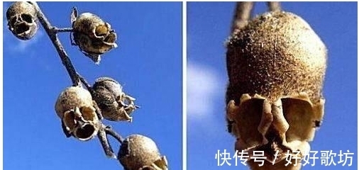 世界上长相最怪异的植物, 不仅长得像人也像各种动物