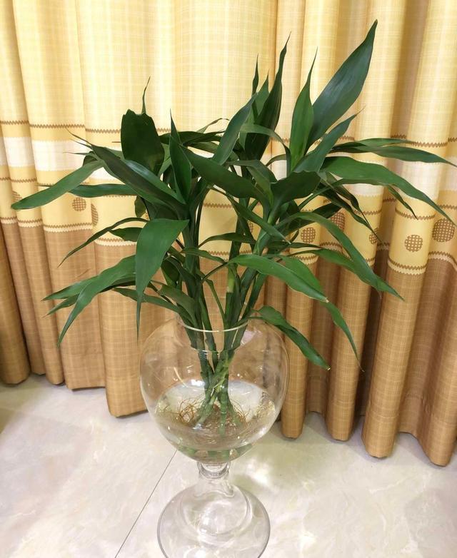 4种“富贵花平民价”,关键好养活易爆盆,你养过几种