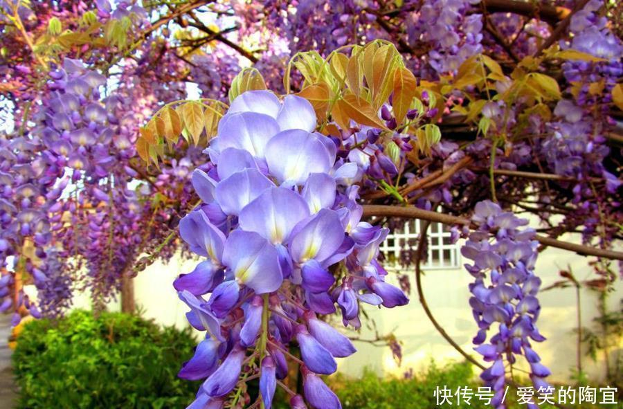 光照|紫藤花花开过后，记得修剪一下，注意这些点