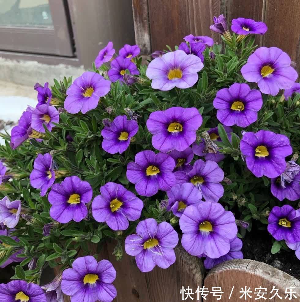 阳台上|百万小铃这样养,美得不要不要的,冠幅大开花多,阳台太美了