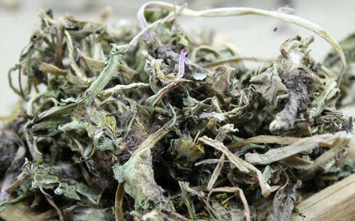 蒲公英|55岁舅舅,因一壶蒲公英水,被送进医院,提醒蒲公英禁忌要知晓