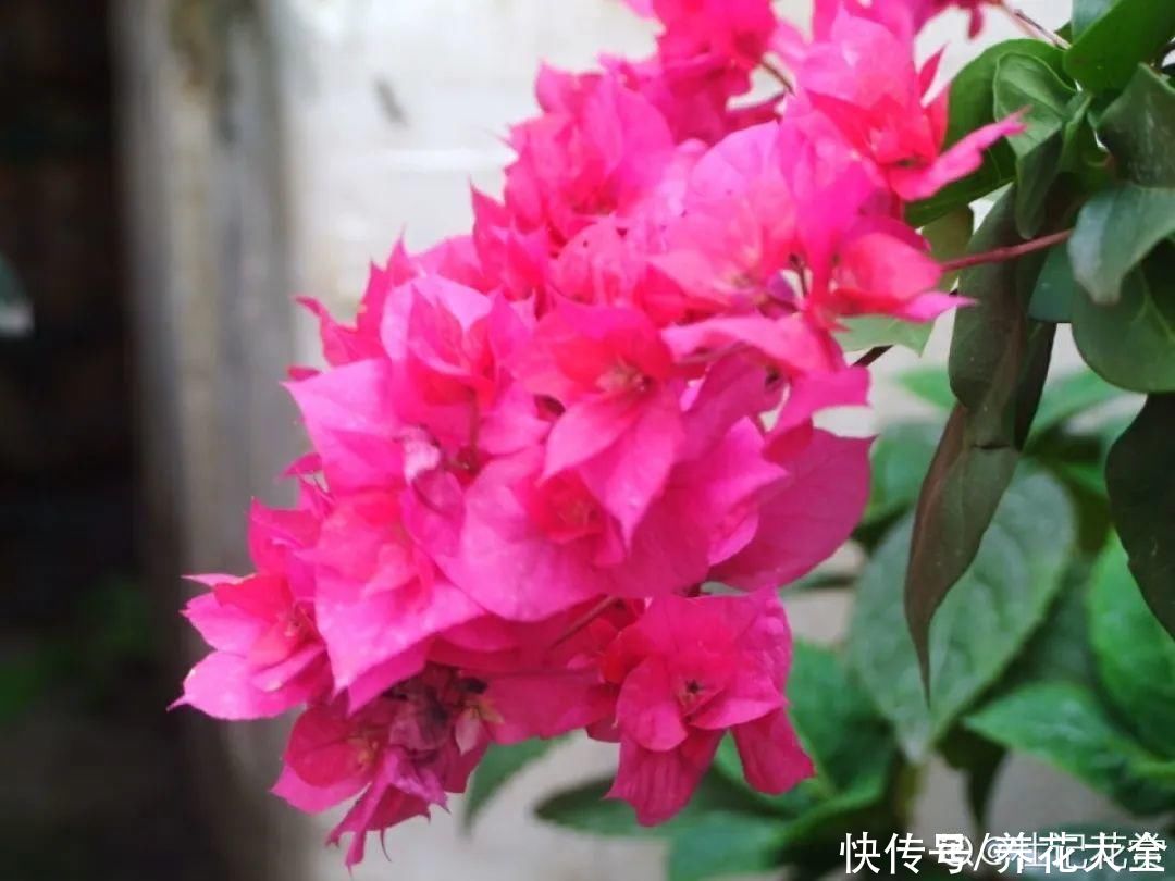  开花|开花时间PK，秋海棠第二，就没花敢称第一