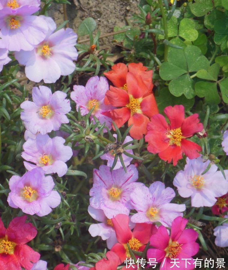 花朵|进入八月,6种花要多晒太阳,越晒花朵娇艳,开花越勤