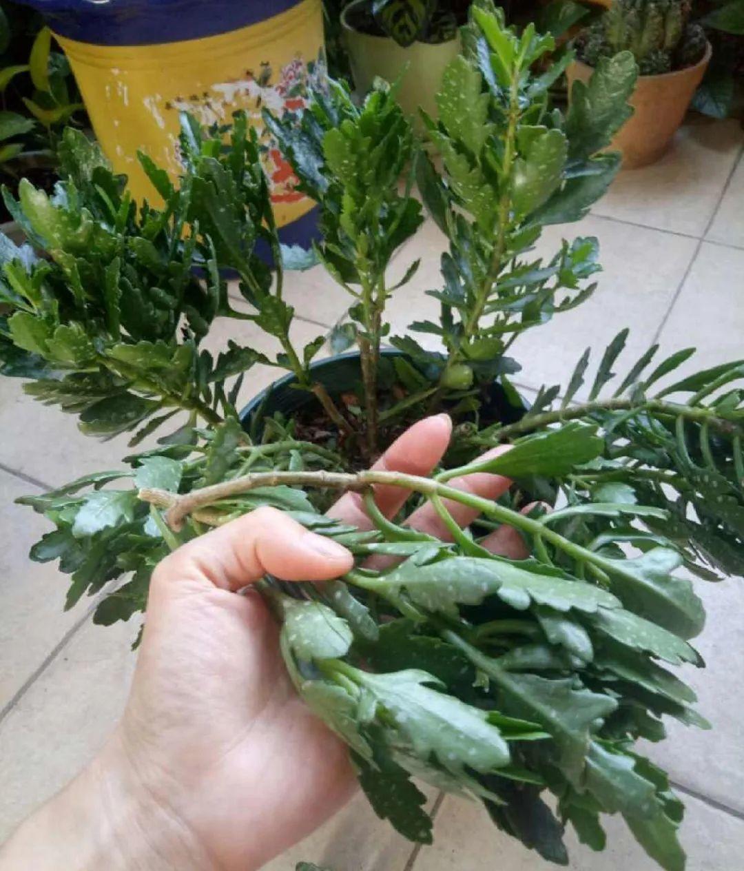 叶子|20种花，天凉了赶紧剪，来年开花有多又艳！