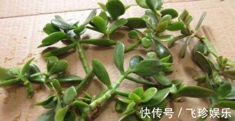 圣诞伽蓝菜|气温超过35℃,长寿花有“3怕”,难怪易黑腐,最后只“剩盆”!
