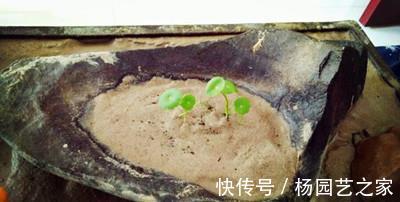 窝窝|换个石头窝窝来养铜钱草，铜钱草更加茂盛了，你清楚嘛