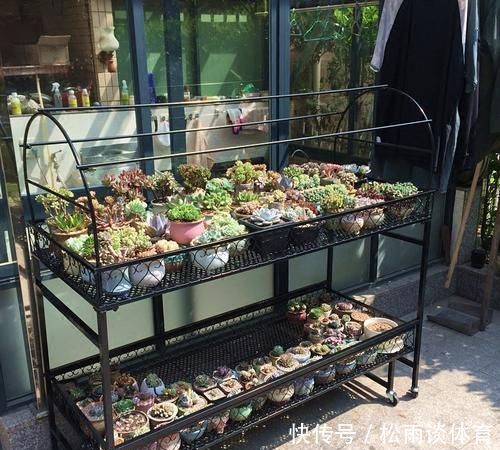 植物|养花小技巧：阳台养多肉，3样东西真鸡肋，新手还抢着买