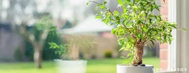 这些方法可以轻松去掉盆栽植物里的霉菌,避免病害加重!