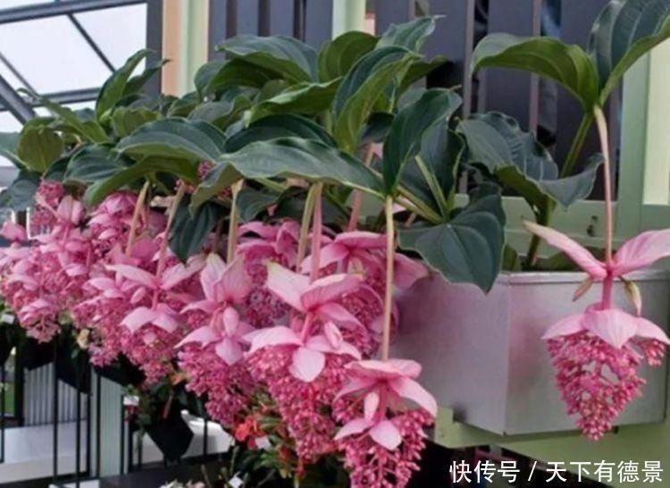 此款小花,开花美长势旺,黄绿交辉,展现内敛美