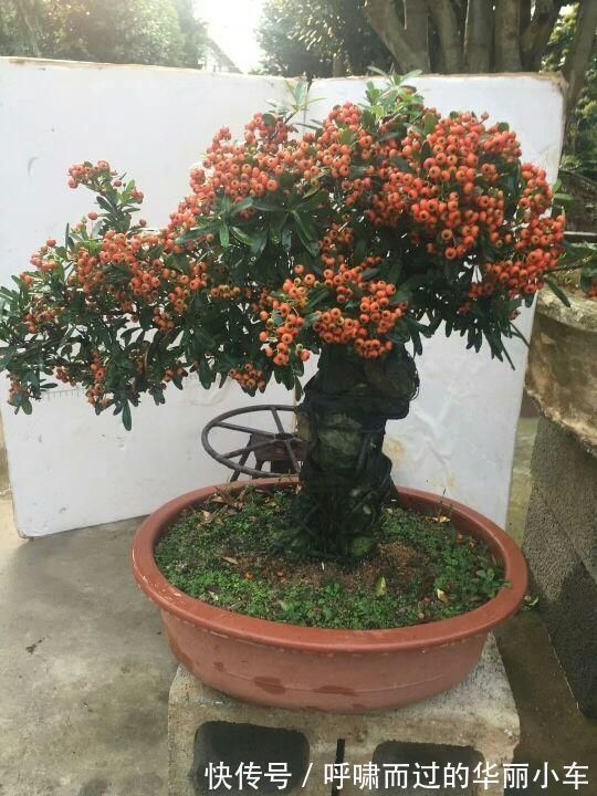 观赏价值|一种花叫做“吉祥果”，小时候砍了当柴烧，长大竟然变成高端盆景