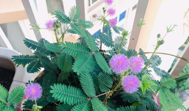 滴水观音|6种“娇艳”花，汁液剧毒，家里有的赶紧搬出去，你家养了几种？