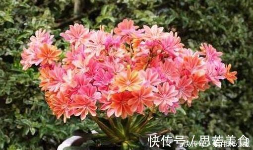 这一种花,四季开花持续不断,放一盆家里还驱蚊,漂亮又好养!