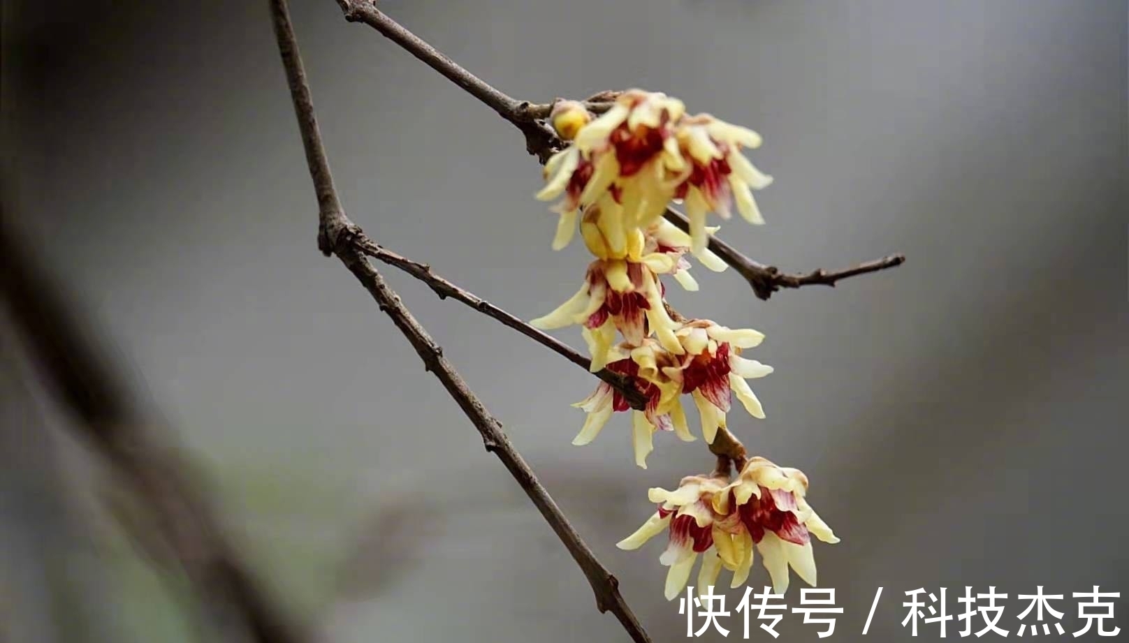 京城梅花先趁小寒开