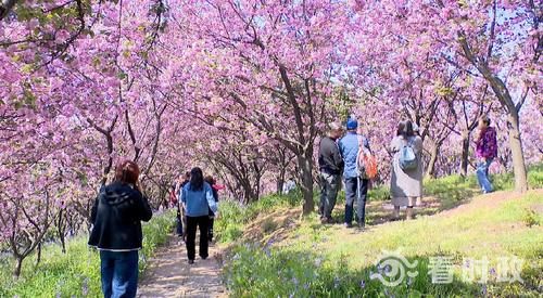 人间四月芳天气晴好 踏青赏花正当时