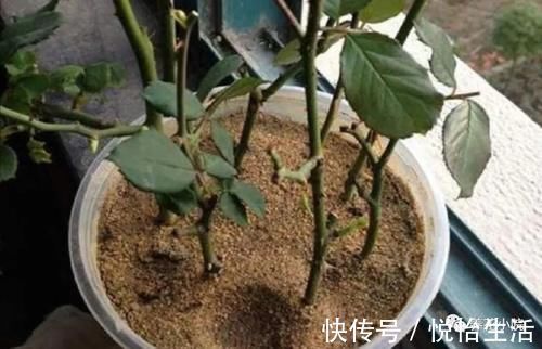 家中养花,别用这3种土,用上长不旺,影响开花