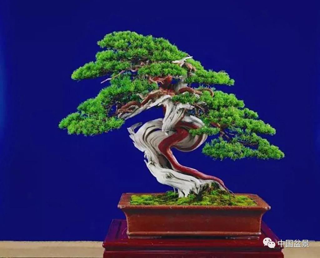 盆景养殖不在多而贵在精,你能养成这样吗?