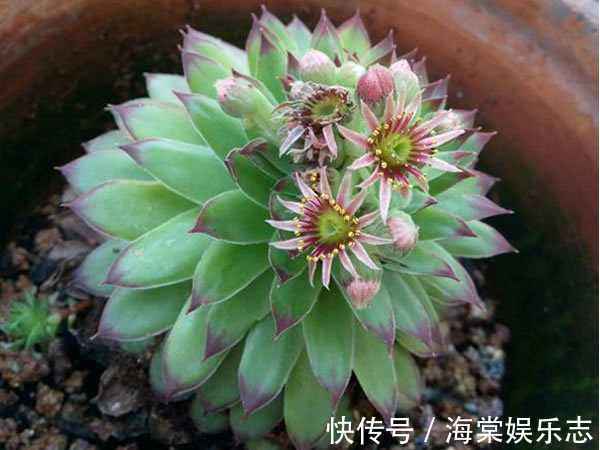 多肉开花可不是什么好事，趁还没开花，抓紧掐掉！