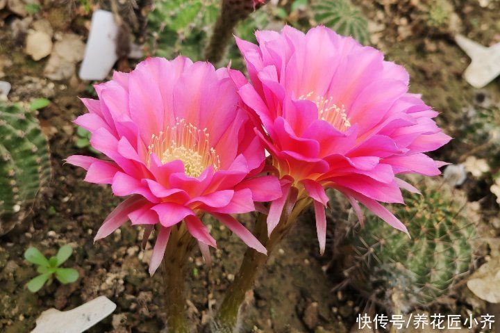 仙人球越养越瘦？告诉你真相，只有做好三不，才能饱满圆润开花多