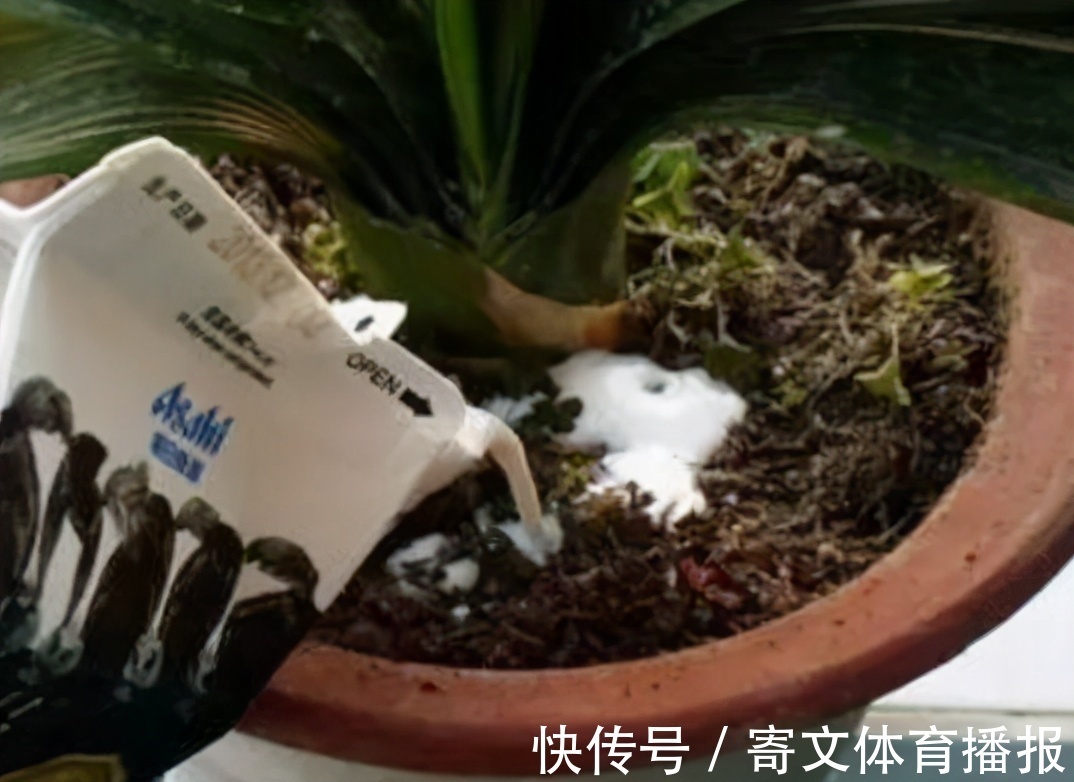 植物|养花最“坑人”的妙招,老花匠都不敢用,养花新手一定别尝试