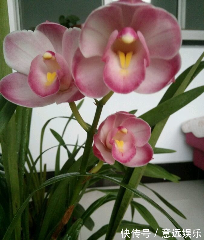 喜欢菊花,不妨养“精品玫瑰”假日公主,代表活力四射,金光灿灿