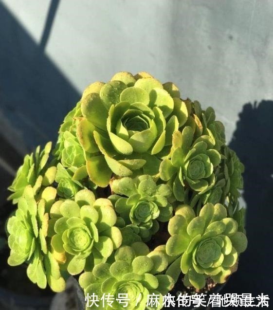 多肉|四种“零差评”多肉推荐,颜值不比桃蛋低,还容易成老桩!