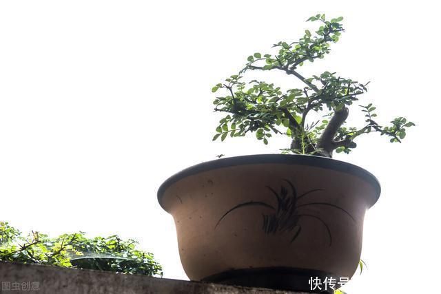 养花也该适时断舍离,如果您家阳台上也有这些,不妨清理一下