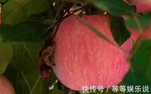 好处|每天早上空腹吃1个苹果，有4大好处不请自来，尤其女性更要多食！