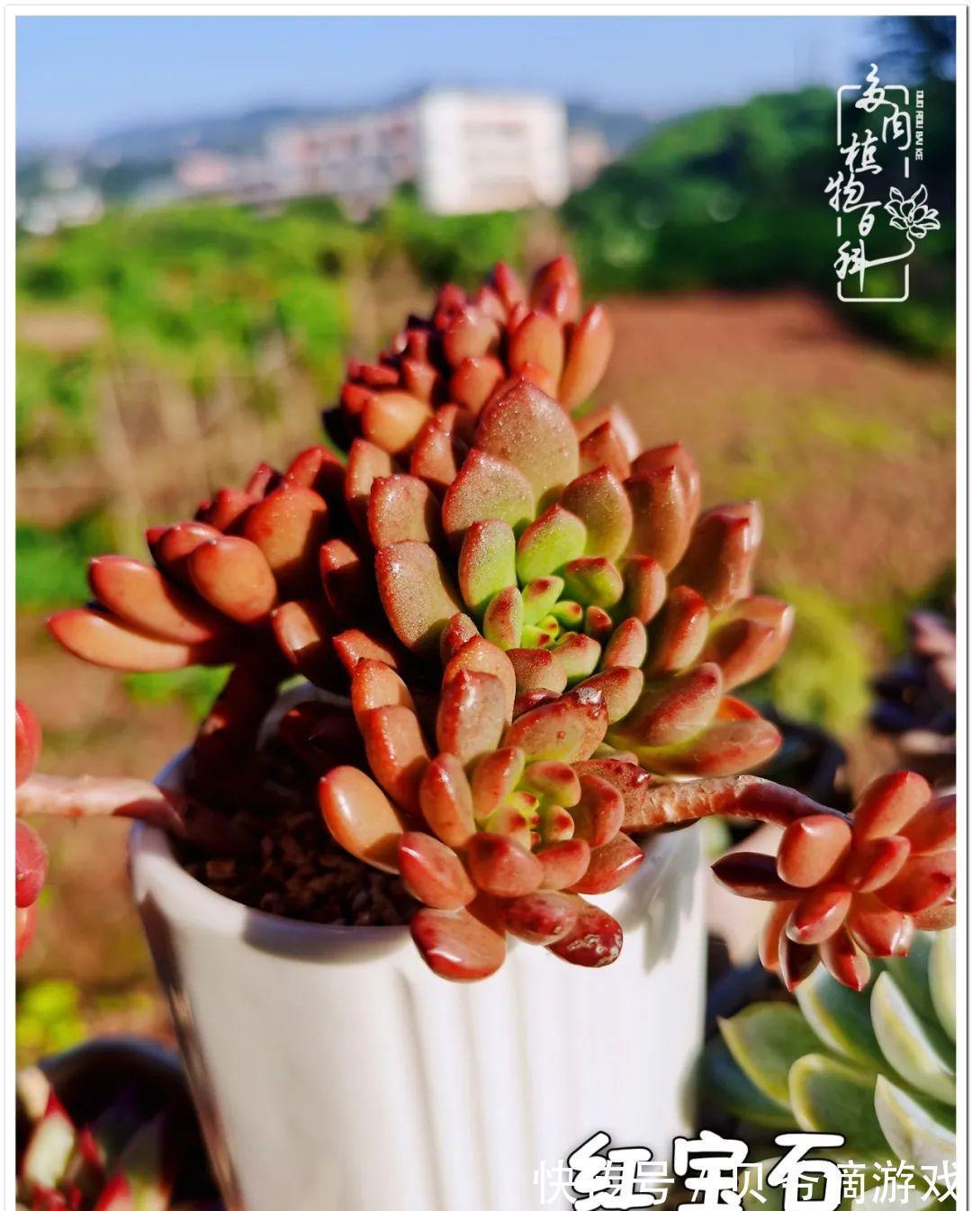 养多肉是喜欢，顺其自然是心境！