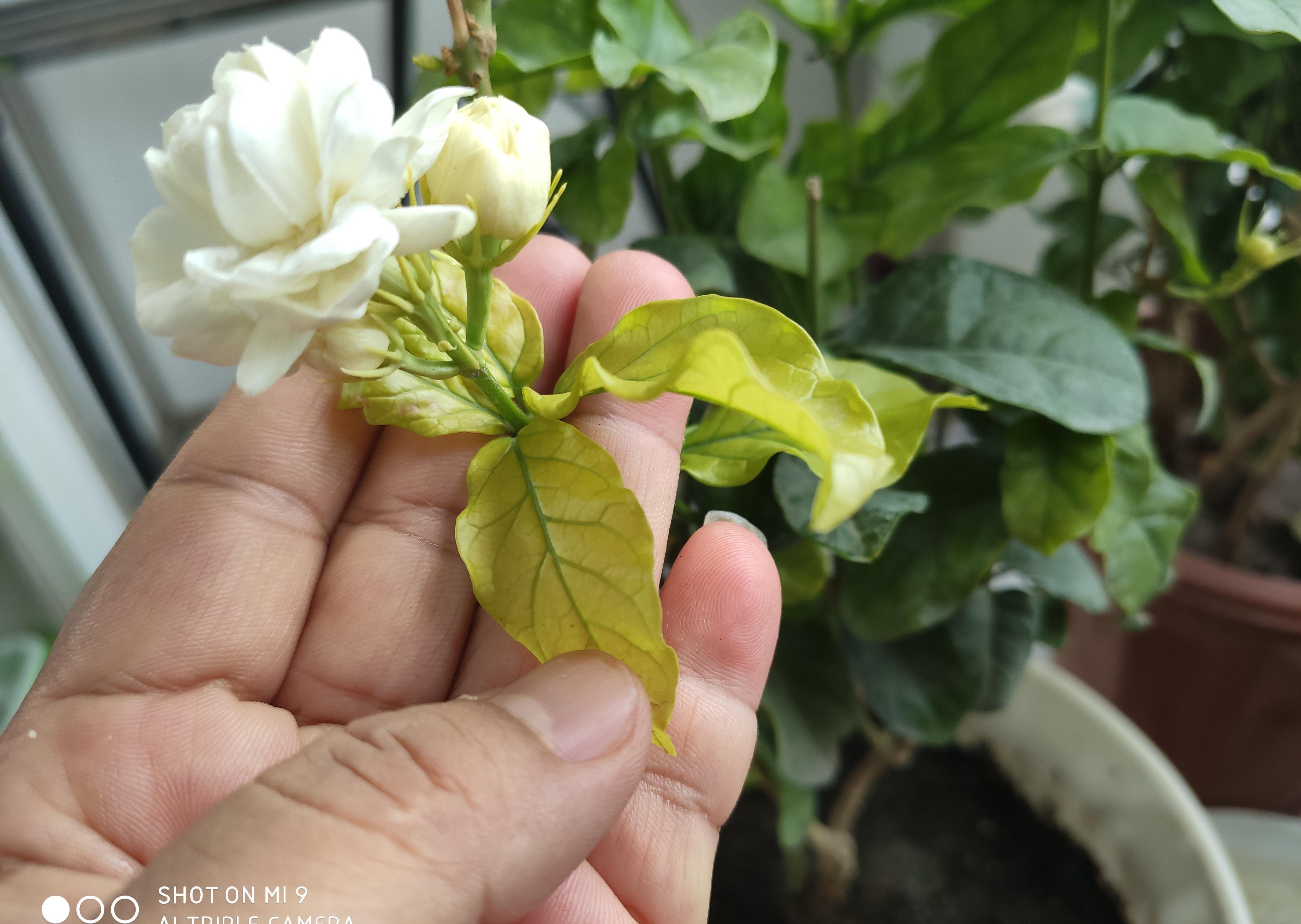 7种漂亮花,都是“醋罐子”,每月喝一碗,黄叶消失,花满枝头