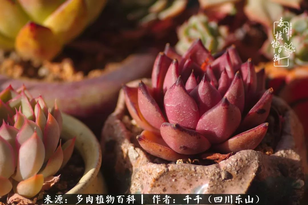 夏天日晒雨淋，秋老虎来势汹汹，你的多肉准备好逆袭了吗