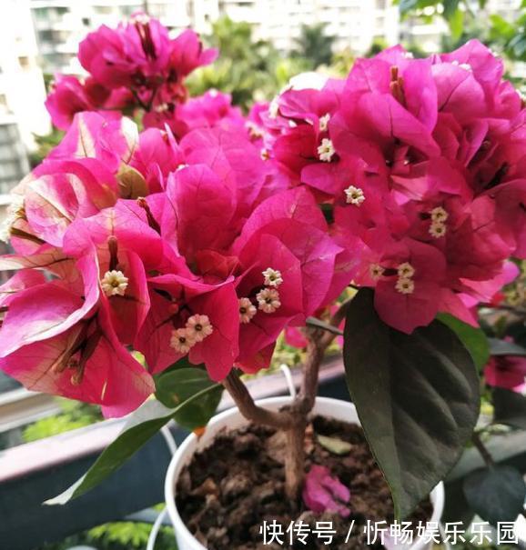 形状|想养盆景三角梅，从“小”抓起，养出盆景，“千金”不换