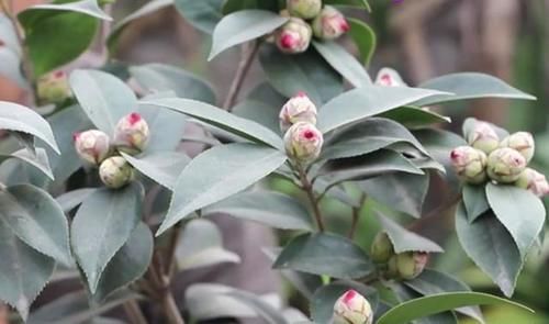  家里的一棵红茶花，每年只打花苞不开花，怎样才能开花？