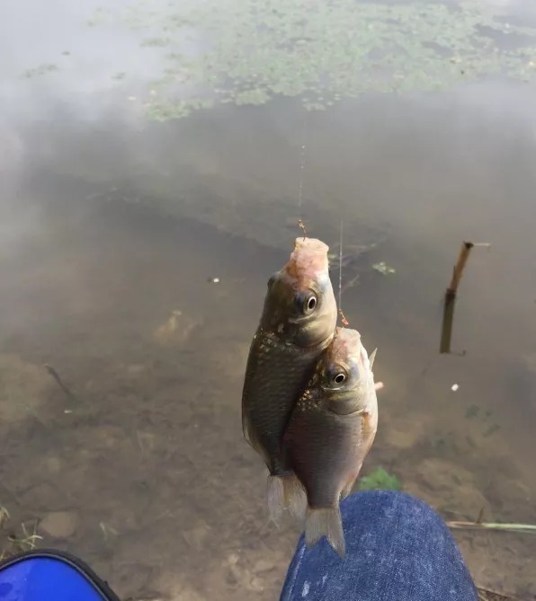 冬天钓鱼没上几条就停口?野钓的第一大难题,这样解决才有效