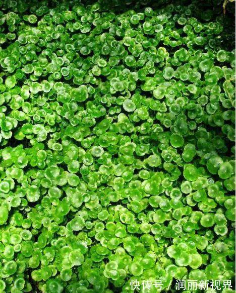 生物入侵|家庭养6种花“要当心”,容易出现“生物入侵”,天天起来要清理