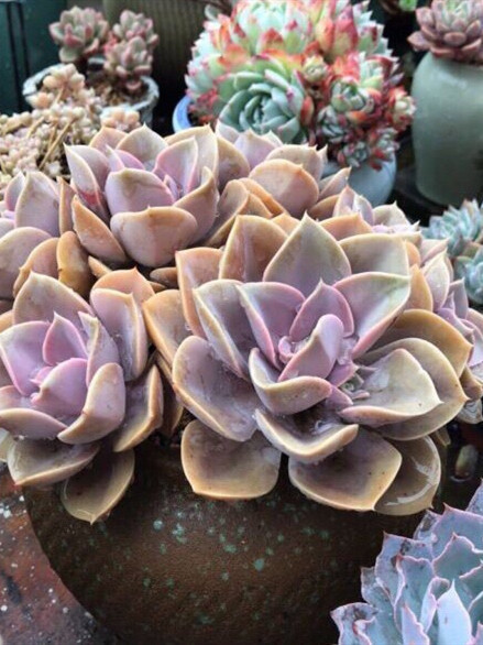 多肉|秋天到了,养多肉做好4点,很快就能养出迷人的好状态