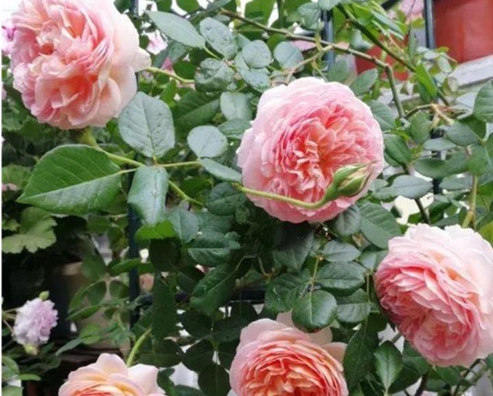 养了3年地月季花,花越开越小颜色原来越淡,教你几招快速恢复