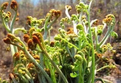 女性到中年，要常吃的食物，滋阴补肾，排毒抗衰，延年益寿