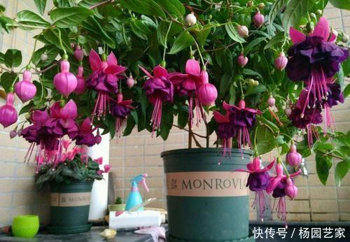 能养|这几种花是公认的难养,新手选择要慎重,能养好都是高手!