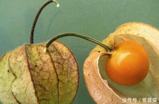 浆果|房屋边上一长相似“灯笼”的野草,浆果口感味道好,还能治肝炎